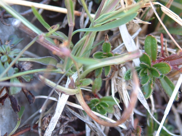 Bupleurum falcatum / Bupleuro falcato